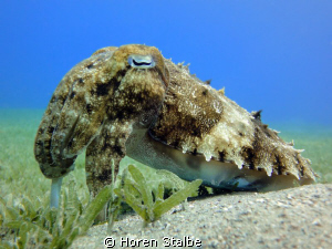 Cuttlefish was the perfect model, a quiet and calm!!! by Horen Stalbe 